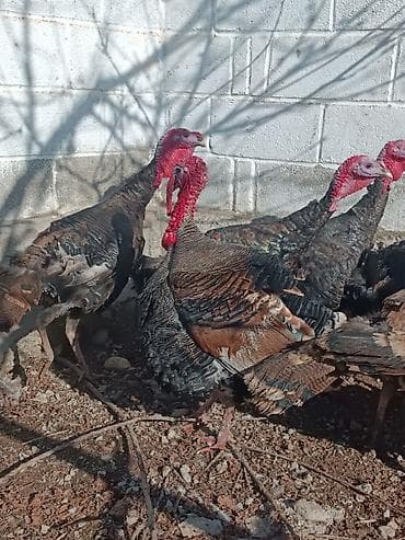 тук беде чоп: Продаю | Индюк (самец) | Для разведения | Племенные — 3