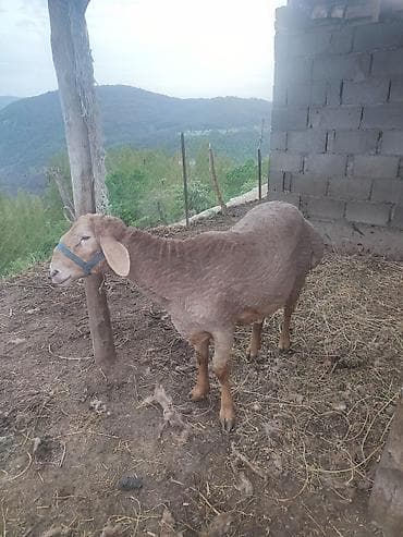 баран живой: Продаю | Баран (самец) | Арашан | Для разведения | Племенные — 7