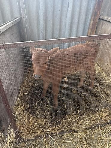 Продаю | Бык (самец), Тёлка | Швицкая | На откорм | Искусственник at lalafo.kg Продаю | Бык (самец), Тёлка | Швицкая | На откорм | Искусственник