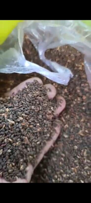 саженцы тополя купить: Семена деревьев: Ели, Самовывоз — 2