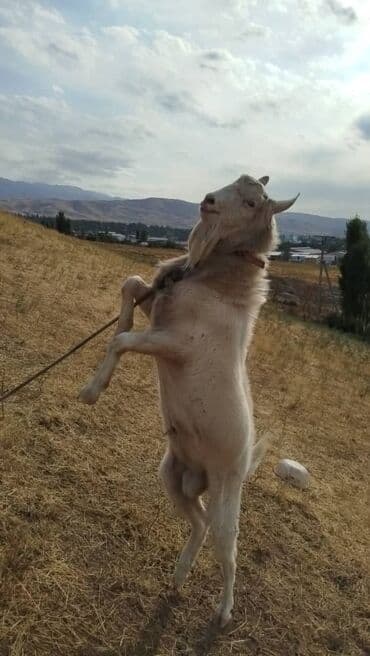 сухое молоко для животных: Продаю | Козёл (самец) | Зааненская | Для разведения | Племенные, Осеменитель — 2