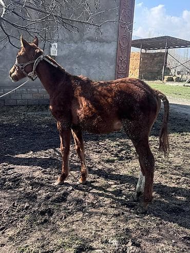 кой ош: Продаю | Жеребенок | Для разведения | Племенные — 3