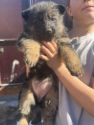 голиштин уйлар: Щенки немецкой овчарки Цена договорная - На фото — помёт щенков от — 2