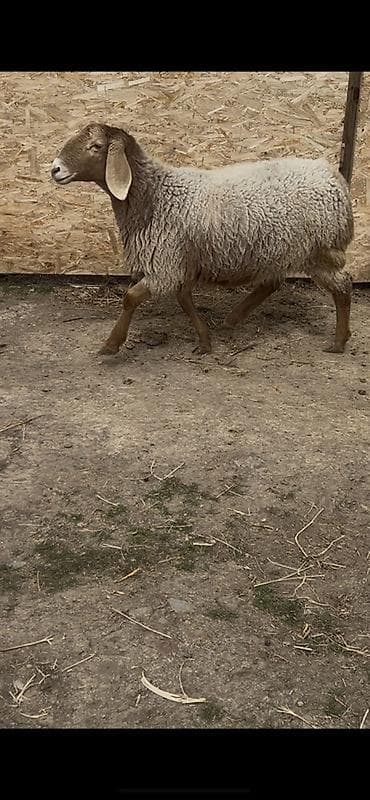сколько стоит бараны: Продаю | Овца (самка) | Для разведения | Матка — 5