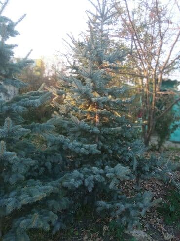 сколько стоит большой аквариум: Декоративдик дарактар — 3