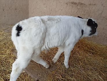 коровы молочные: Продаю | Тёлка | Полукровка | На откорм — 3