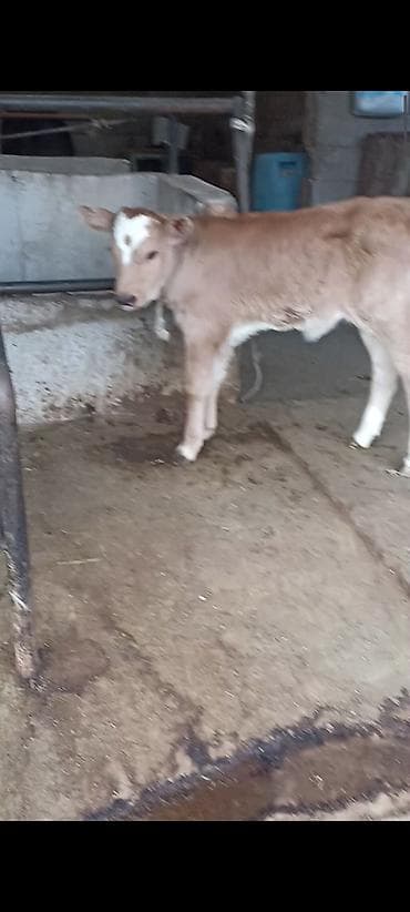 говяжьи ноги: Продаю | Бык (самец) | Симментальская | Для молока — 2