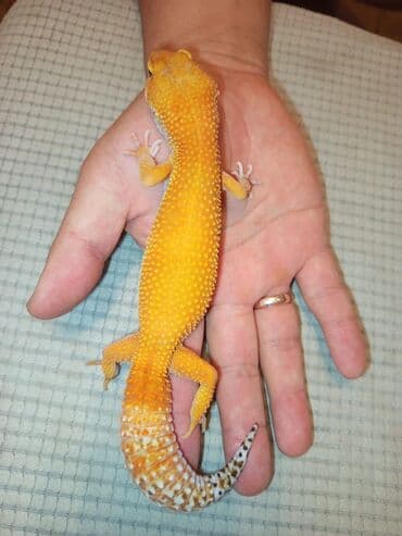 срочно продаю в связи с переездом: Эублефары,подростки этого сезона редкие морфы а также есть всё что — 7