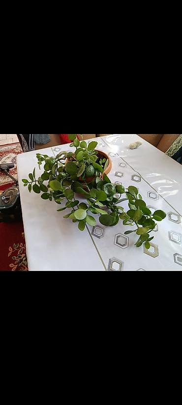 Отдам даром Каланхоэ