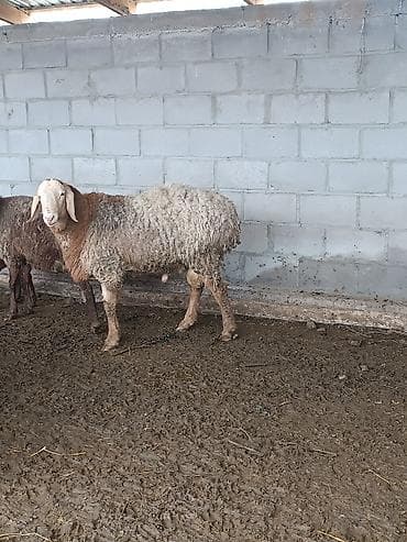 зааненские козы: Продаю | Овца (самка) | Для разведения | Матка — 7