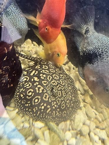 сено измелчитель: Пресноводный скат для аквариума (Potamotrygon sp.) - Эффектный узор — 2