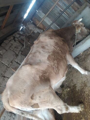 срочно продаю в связи с переездом: Продаю | Корова (самка) — 4
