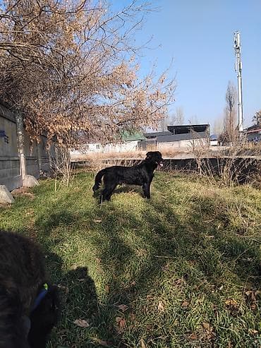 отстрел собак: ВНИМАНИЕ!!! Предлагаю услугу прогулок с собаками разных пород🐾. Мои — 4