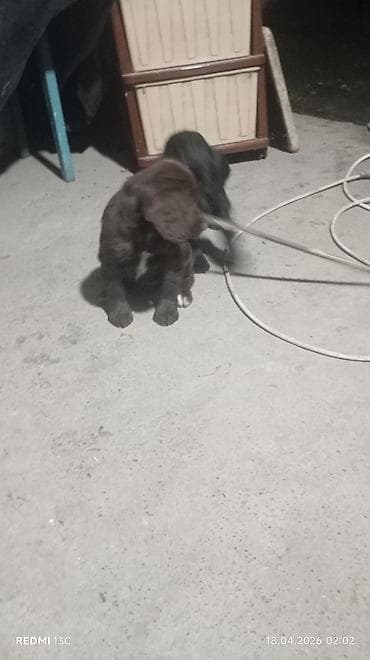 королевский дог цена: Продаю охотников.щенкам больше двух месяцев .привиты .цена 4000сом — 1