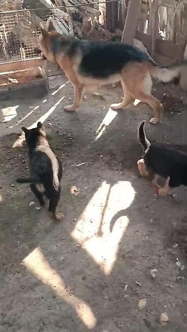 немецкая овчарка для вязки: Щенки немецкой овчарки - Окрас: чепрачный (черный с рыжим подпалом) - — 3