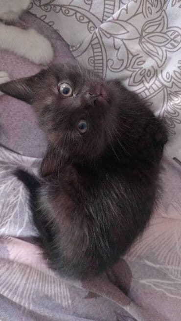 домик для кошек: Кошка даром: Беспородная, 1 месяц, Мальчик, Приучена к лотку — 1