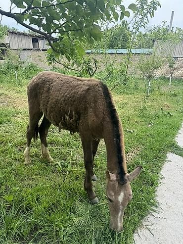 тун азык: Молодой ослик (ослёнок) - Пол: не указан - Окрас: светло-каштановый с — 1