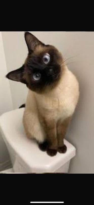 Сиамская девочка приучена к лотку отдам в хорошие руки