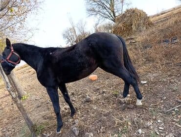 Продаю | Конь (самец) | Полукровка | Рабочий