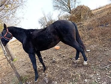 торпоктор сатылат: Сатам | Жылкы (эркек) | Аргын | Жумушка — 1