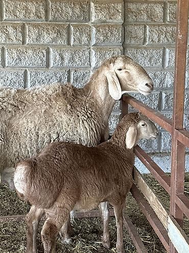 улар сатылат: Сатам | Козу | Арашан | Көбөйтүү үчүн — 8