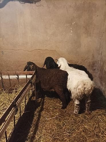 собака авчарка: Продаю | Овца (самка) | Гиссарская, Арашан, Романовская | Для разведения | Племенные — 6