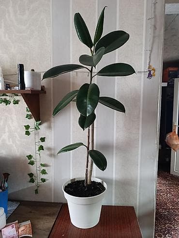 аквариум балыгы: Продаю Фикус — 2