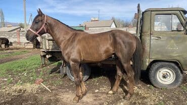 куда можно отдать собаку в бишкеке: Продаю | Конь (самец) | Полукровка — 8