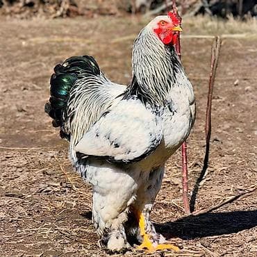 на племя: Продаю | Петух | Брама | Для разведения — 1