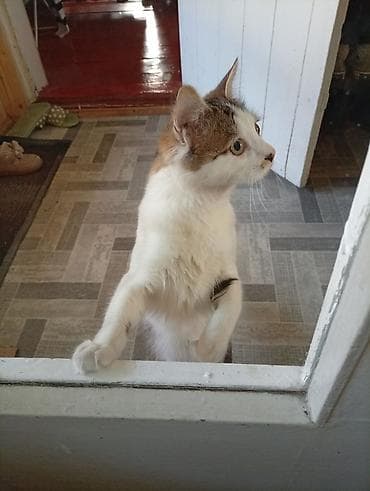 шотландская вислоухая кошка: 8 месяцев, Мальчик, С прививками — 3