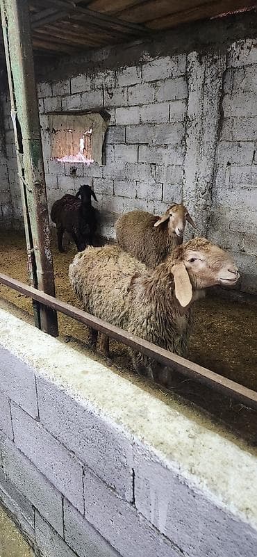 беде алам: Продаю | Баран (самец) | Гиссарская, Арашан — 1