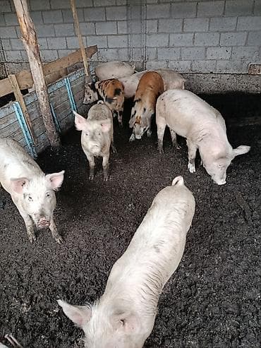 вещи для животных: Свиньи — 2