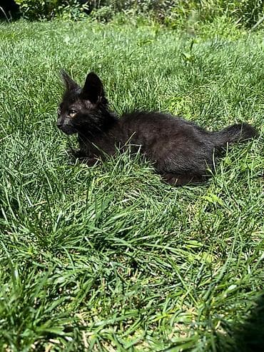 аат: Найдёныш! 🐱 Вечером подобрали на оживленной трассе, побоялись, что — 1