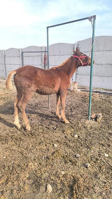 тюк тюки: Продаю | Жеребенок | Конный спорт — 5