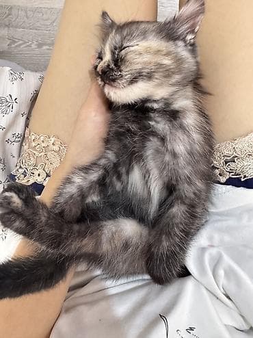 лысые котята: Котята домашние, короткошёрстные. Окрас: один дымчато-черепаховый с — 6
