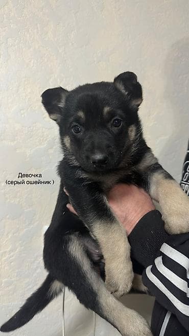 сколько стоит собаки хаски: Собака даром: Восточноевропейская овчарка, 2 месяца, Самка, С родословной — 3