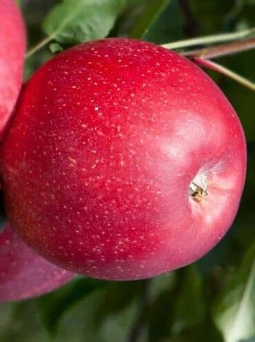 продукты для суши оптом: Саженцы плодовых деревьев. Алмурут көчөттөрүнө заказ алып жатабыз! 📅 — 7