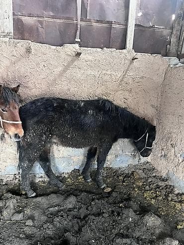 черная британская кошка: Продаю | Жеребенок | На забой — 3