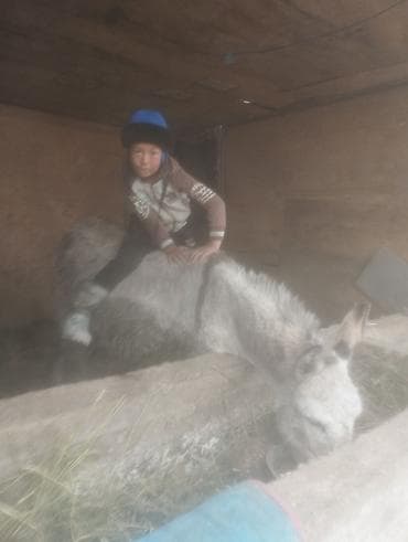 Спортивные сумки: Детская защитная конная экипировка — шлем - Шлем для верховой — 3