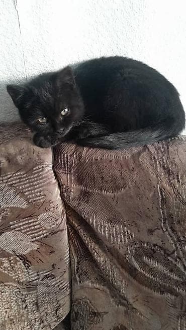 сибирская трехцветная кошка: Кошка даром: Экзотическая, 4 месяца, Мальчик — 4