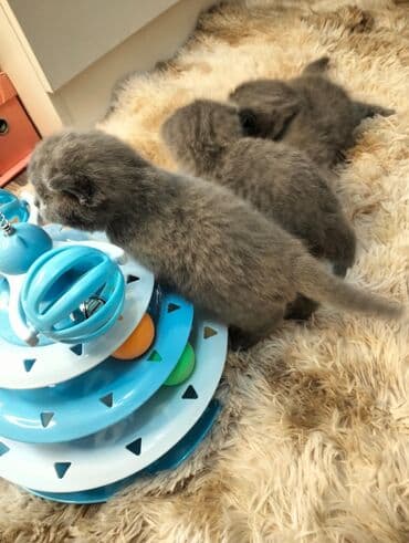 сколько стоят вислоухие кошки: ✨ Открыто бронирование котят голубого окраса — малышам 3 недели! — 5