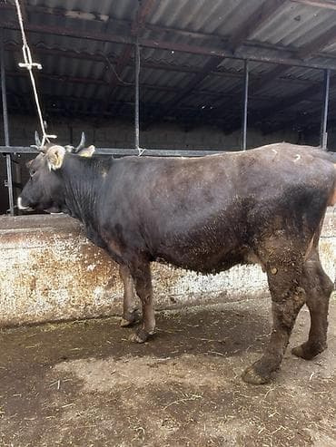 кобыла жеребая: Продаю | Корова (самка) | Для молока | Стельные — 5