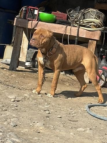 каракол кошка: Ит кууту: Питбуль, Эркек, 3 жаш, Эмделген — 1