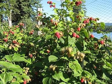 Саженцы малины (поросль/черенки) - Плодоношение: крупные ярко‑красные at lalafo.kg Саженцы малины (поросль/черенки) - Плодоношение: крупные ярко‑красные