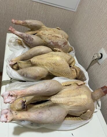 индюк живой: Продаю | Индюк (самец) | Черный принц | На забой — 4