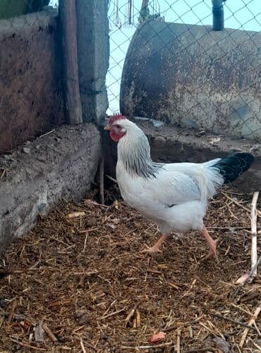 с переездом: Продаю | Петух | Домашняя | Для разведения — 3