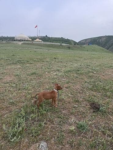купить бультерьера: Щенок среднего размера, короткошёрстный. Окрас рыжий (reddish-brown) с — 2
