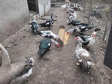 голуби птицы животный: Мускусные утки (индоутки) и гуси для подворья. - Порода: мускусные — 2