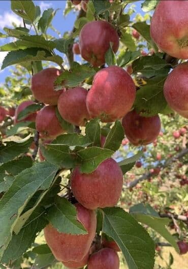 продаю дом учхоз: Дом, 182 м², 5 комнат, Агентство недвижимости — 6