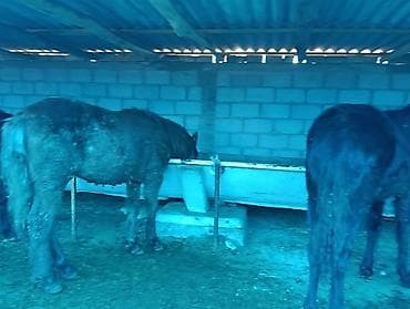 болонка собака: Продаю | Жеребец | Для разведения | Племенные — 6